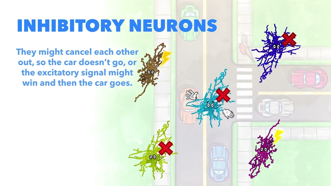 Brain Basics | Inhibitory Neurons