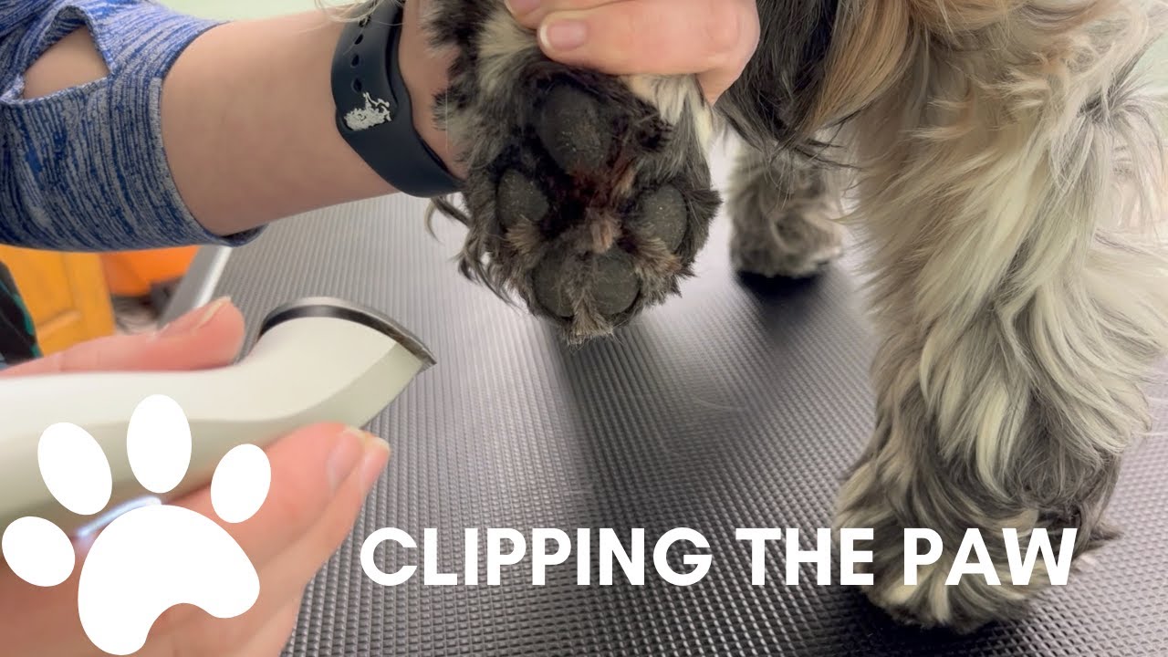 PAW PAD TRIM | THE BASICS | DOG GROOMING
