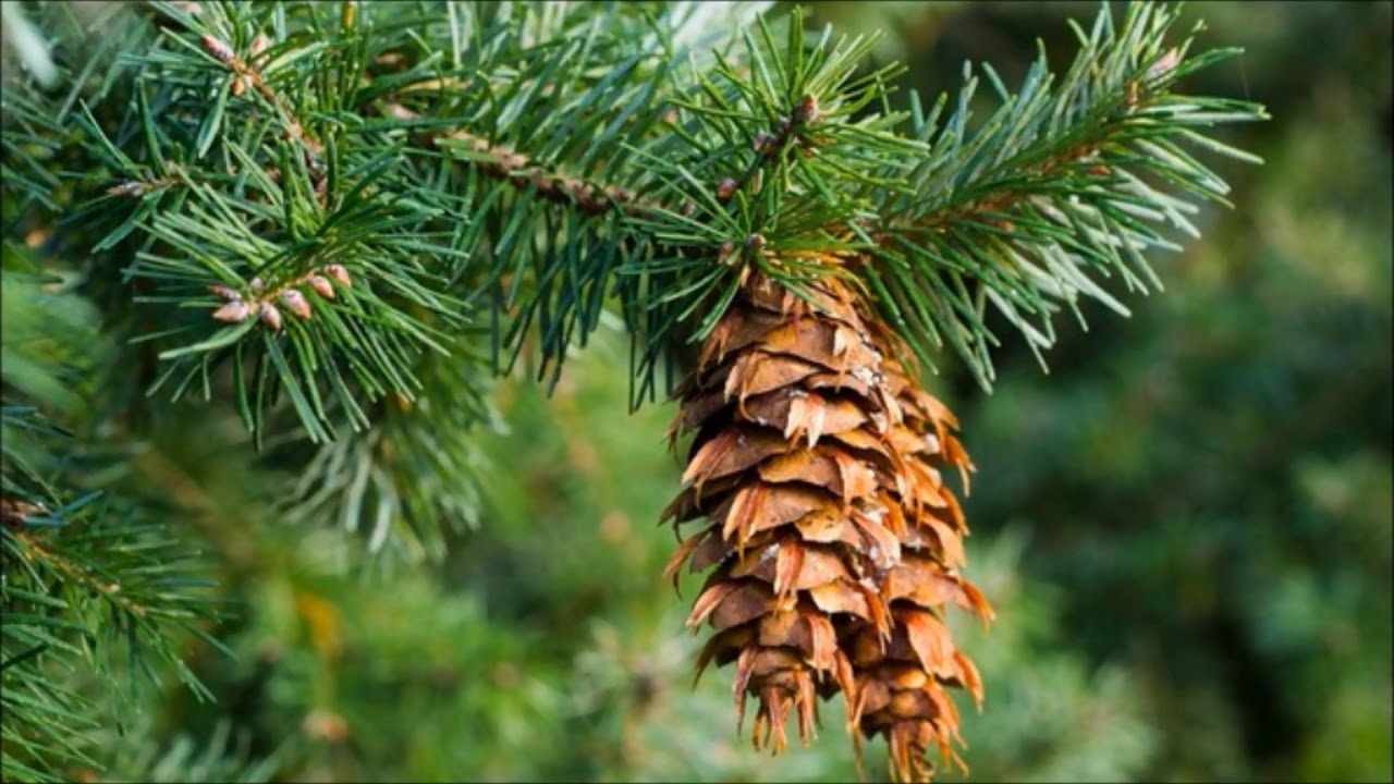Odcinek #78 Daglezja zielona Pseudotsuga menziesii