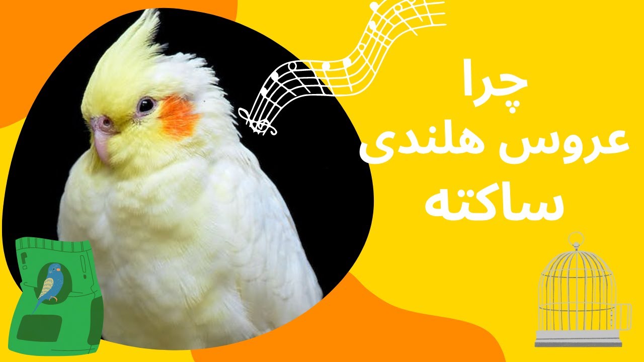 چرا عروس هلندی ساکته و صداش در نمیاد cockatiel sounds