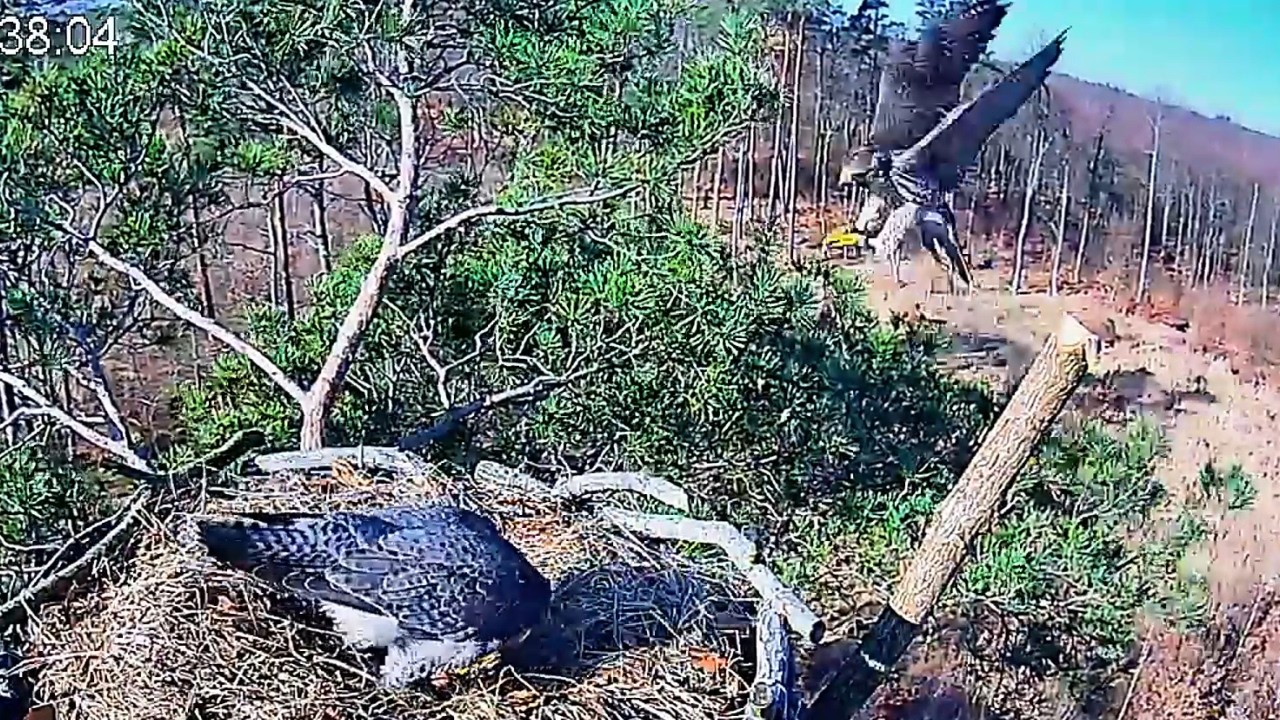 Dzięcioł Xenia i przelot młodego sokoła 6 03 2026 Barlinek sokoły wędrowne