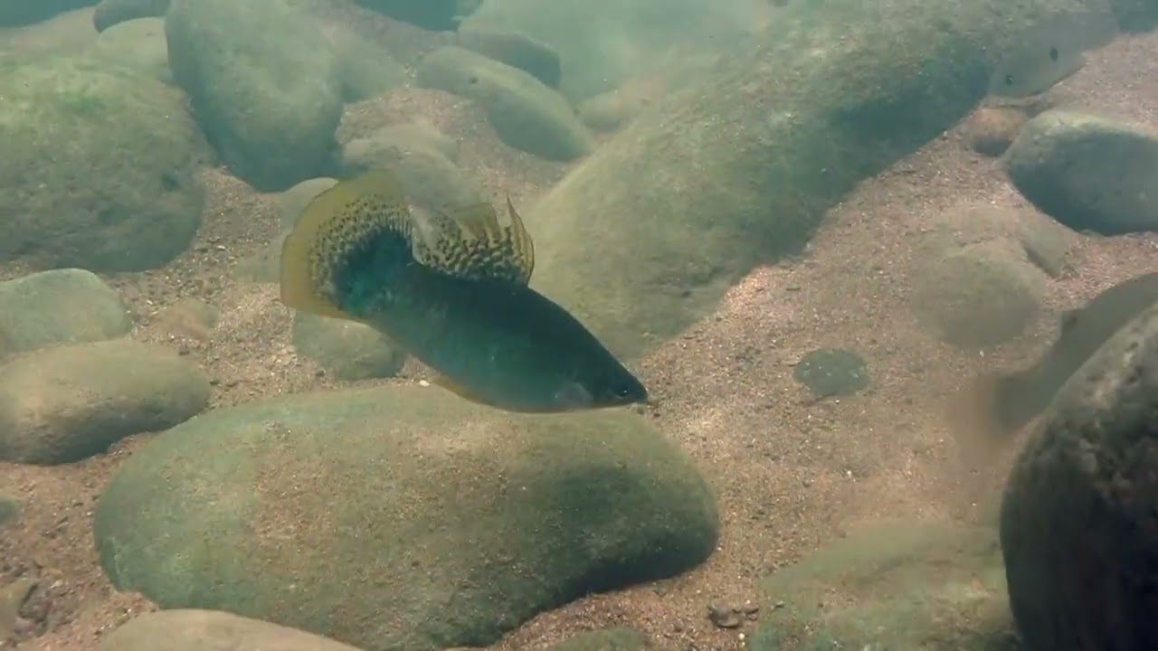Amatitlania septemfasciata