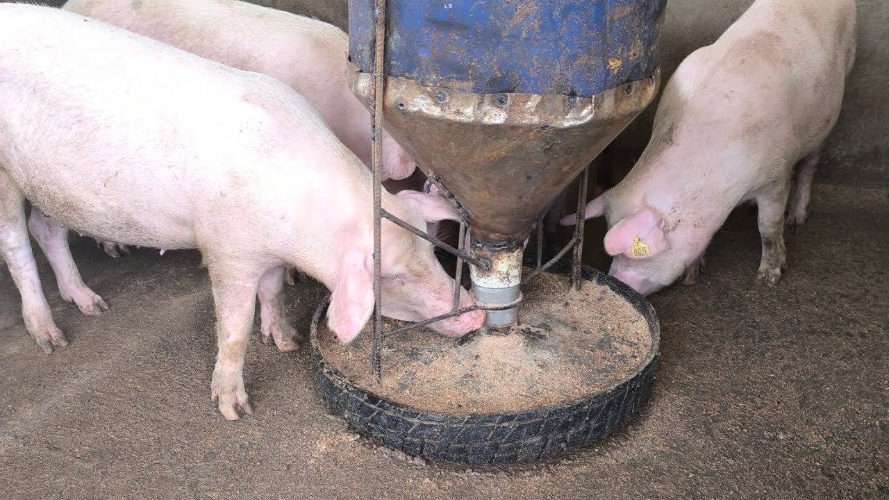 Alimentation des porcs, mangeoire automatique porc 
