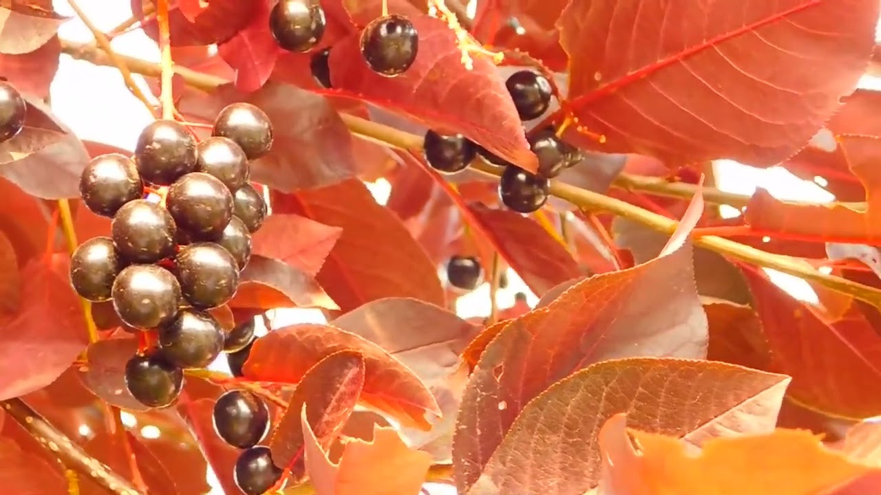 Golden Grapes