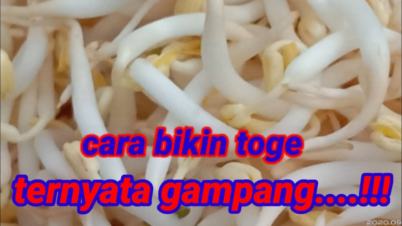 cara buat toge | ternyata gampang bikin toge 100% berhasil || how to make sprouts