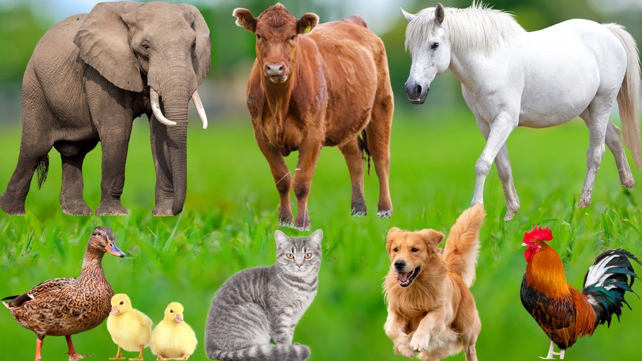 Beautiful Animals and Pets: Cat, Rabbit, Chick, Dog, Mouse, Pig, Cow, Horse, Turtle – Animal Sounds
