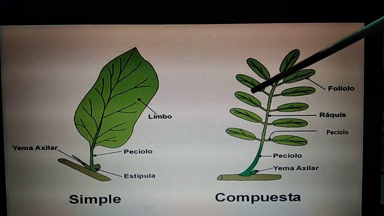 ORGANOGRAFIA VEGETAL: LA HOJA