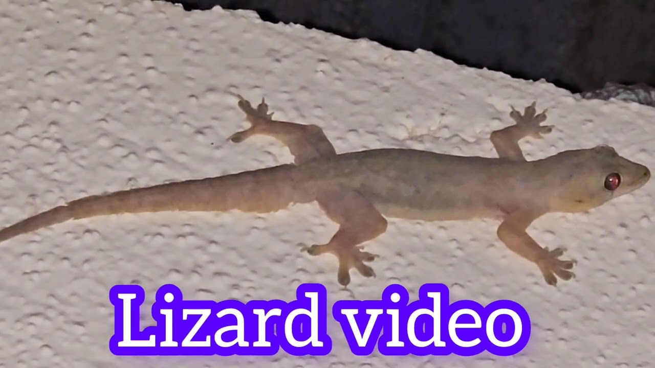 Lizard video #lizard #gecko #Short 