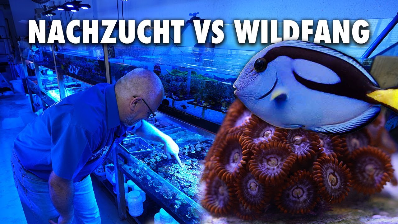 Nachzucht vs Wildfang - Das ist meine Meinung!