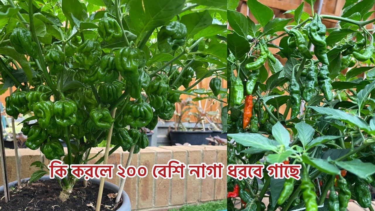 Tips on how to grow hundreds of naga chillis (scotch bonnet plants)