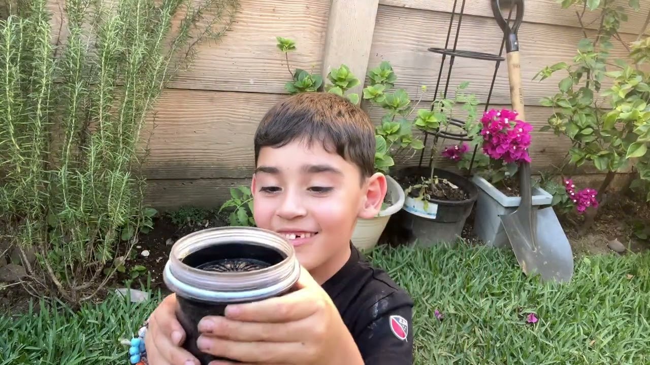 Plantar tomate y papa 