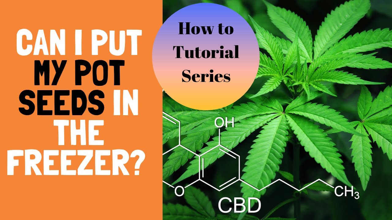 Can I Put My Pot / Weed Seeds in the Freezer?