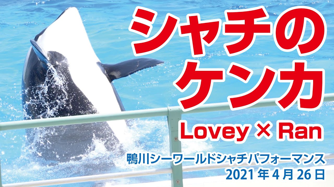 シャチのケンカ【2021年4月26日】Orca performance, Kamogawa Sea World, Japan