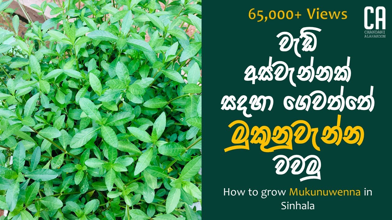 ගෙවත්තේ මුකුනුවැන්න වවමු | How to grow Mukunuwenna in Sinhala