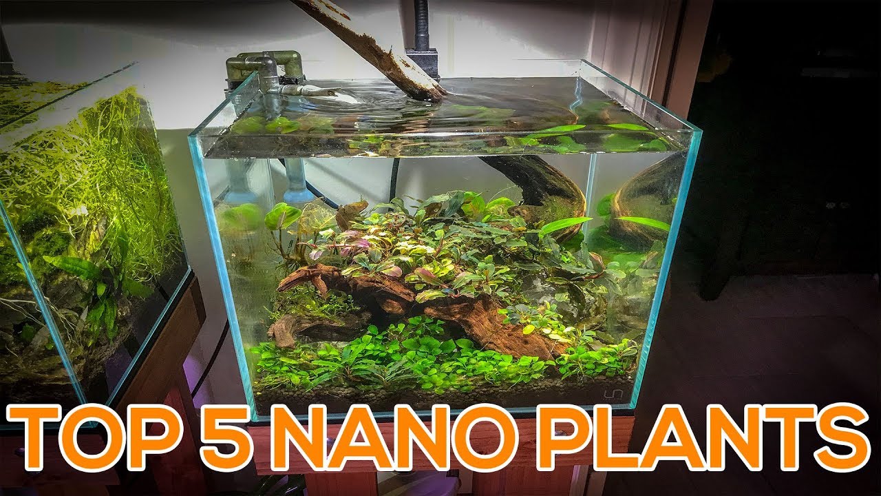 TOP 5 NANO AQUARIUM PLANTS