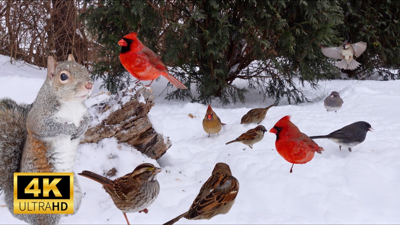 Cat TV Winter Birds & Squirrels ❄️ Snowy Evergreen Scene | 6 Hours 4K UHD No Ads