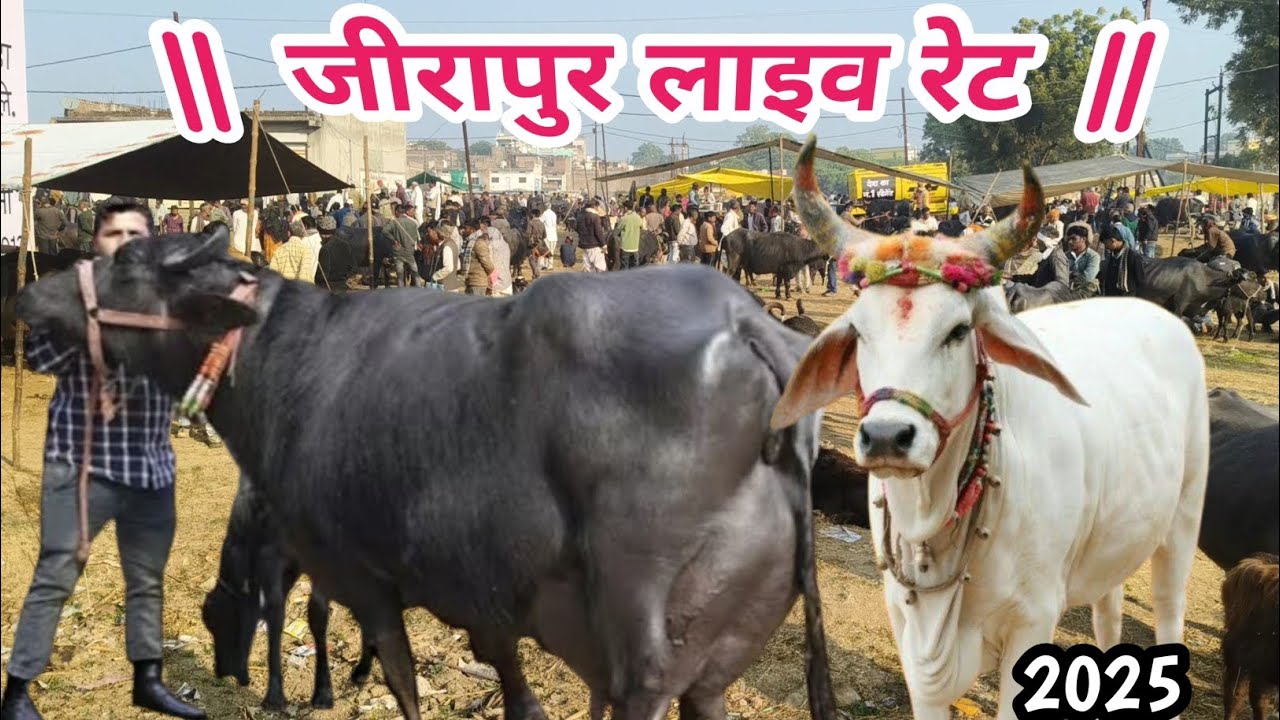 Pashu Mandi jeerapur Top quality ki buffalo #sp_dairy_farm #pashupalan #pashumandi #viralpashu_farm 