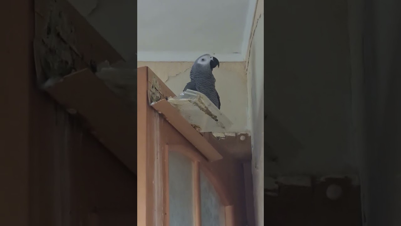 Жако Кузенька и Герочка. Кузя наконец разговорился.