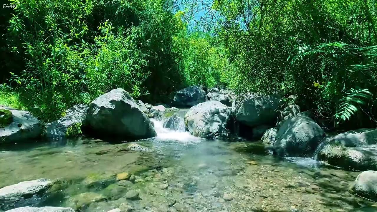 Успокаивающие лесные мелодии, чарующее пение птиц и журчание ручья, ASMR-эффект природы.
