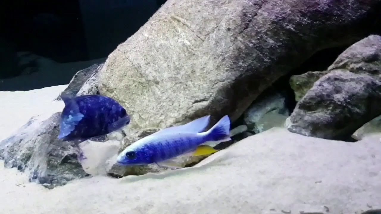 Sciaenochromis Fryeri Iceberg HD