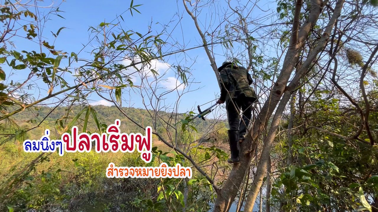 ปลาช่อนใหญ่เผาเกลือ ลมเริ่มนิ่งได้เวลาออกหมายยิงปลา