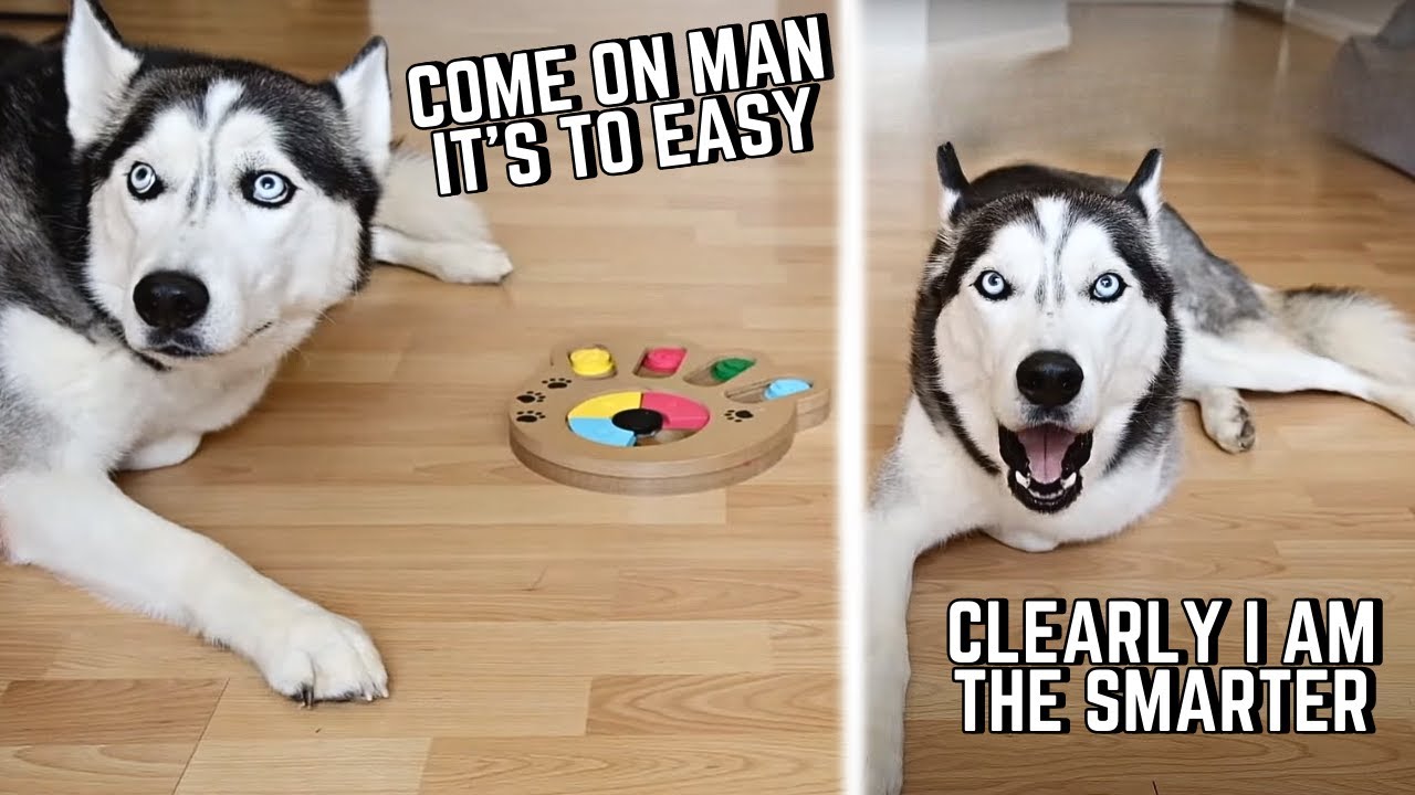 husky plays a mind game! SO SMART!