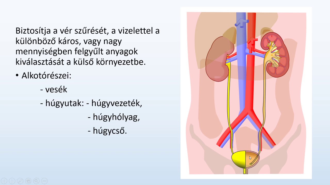 A növények és az ember kiválasztása - VI. osztályos videólecke