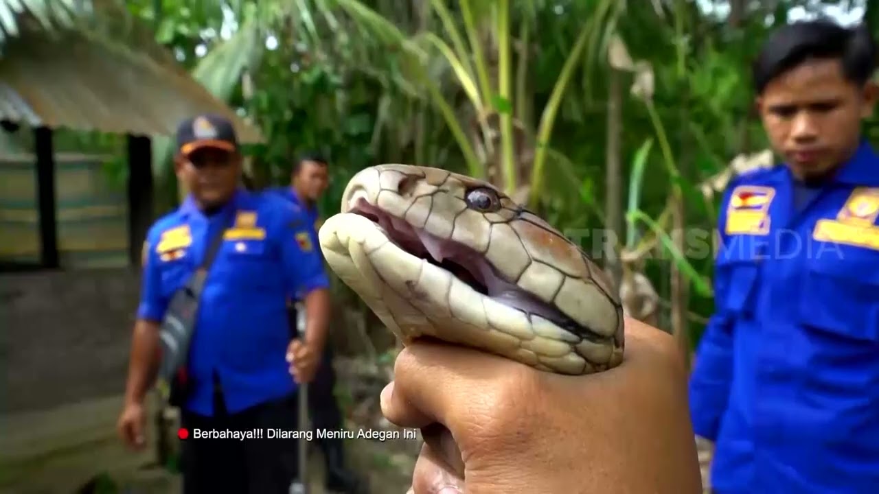 Tangguhnya Tim Resque Mengevakuasi Ular Kobra | SI OTAN (25/01/22)