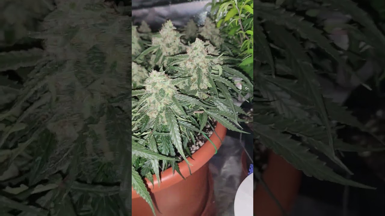 Milky Way F1 #RQS 6th week in flower
