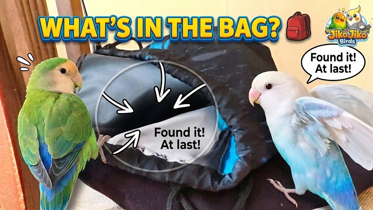 Curious Lovebirds Explore a Bag 👜 | Funny Parrot Playtime & Cute Bird Moments