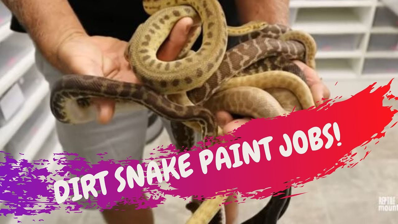 DIRT SNAKE PAINT JOBS - CrittaCam