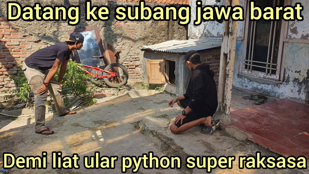 KAGET ADA ULAR PYTHON SUPER RAKSASA DI SUBANG JAWA BARAT,LANGSUNG DATANGIN KERUMAH WARGA NYA