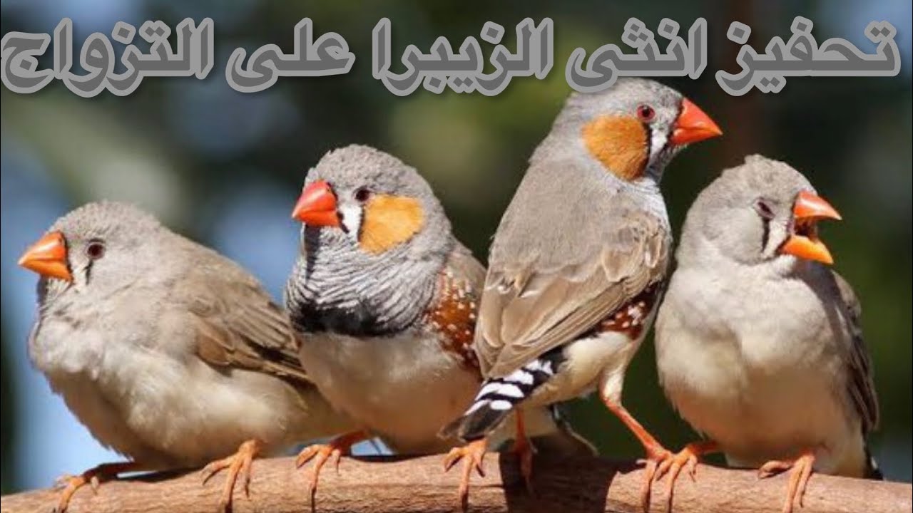 تحفيز انثى الزيبرا على التزواج