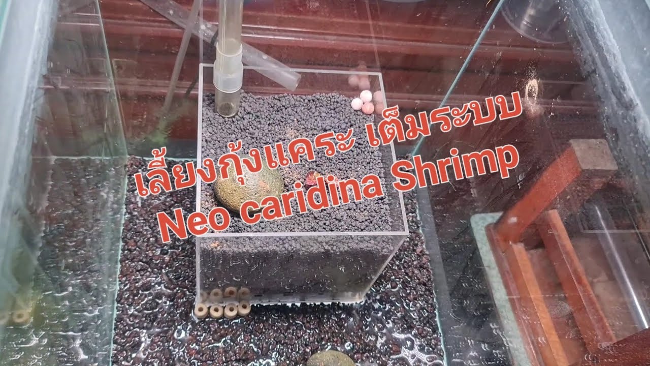 Выращивание карликовых креветок, полная система Neo caridina Shrimp