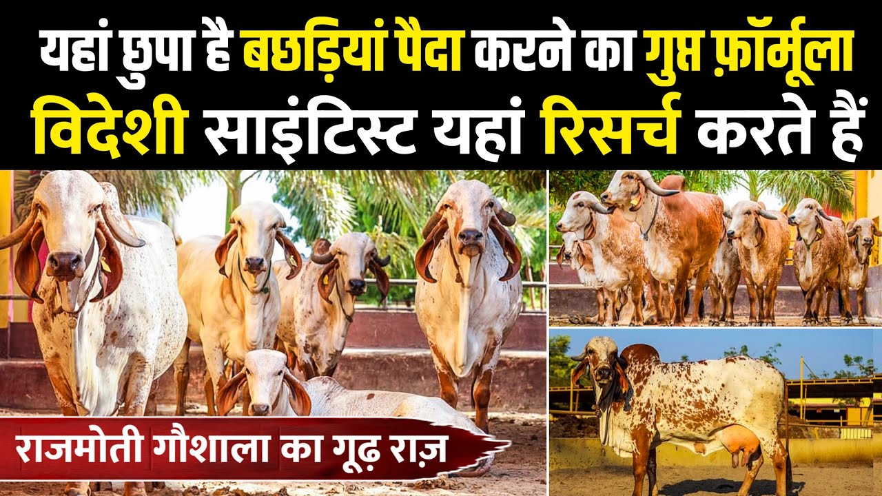 Rajmoti Gir Gaushala में विदेशी भी लाइन में खड़े होते हैं👌फर्स्ट टाइमर ने रिकॉर्ड 21 लीटर दूध दिया