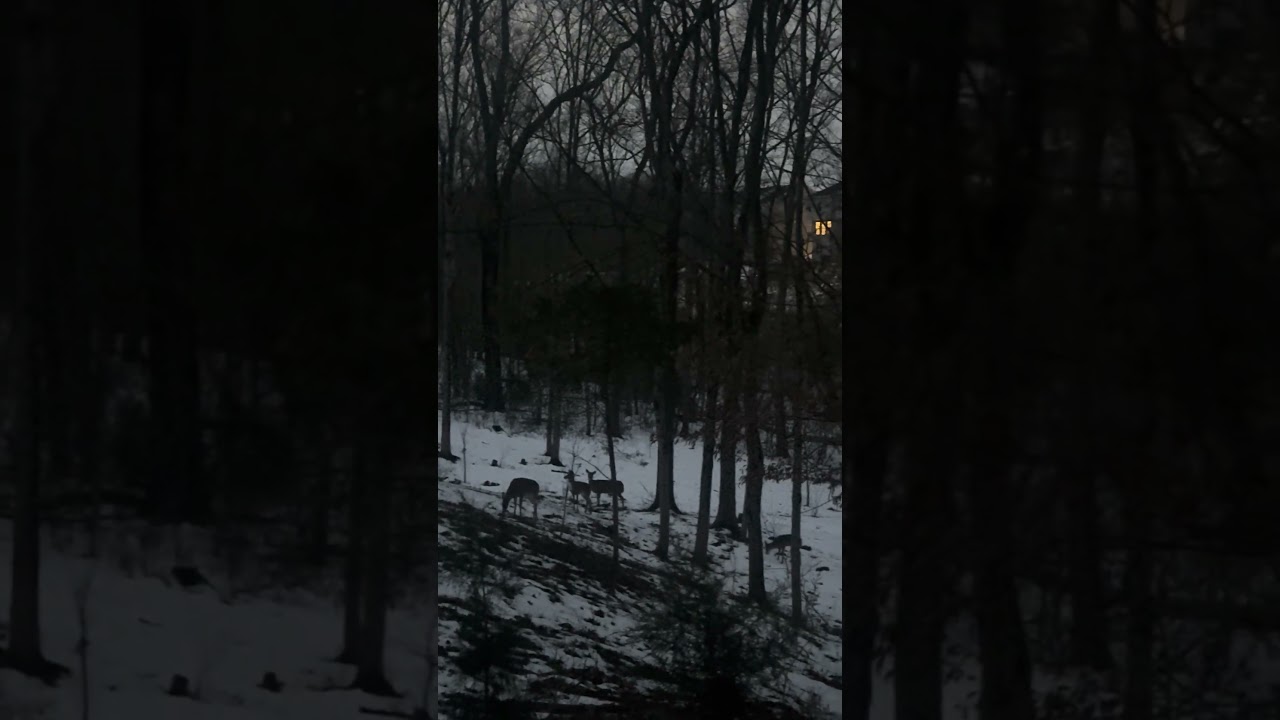 Tonight in #duckistan the snow is finally melting