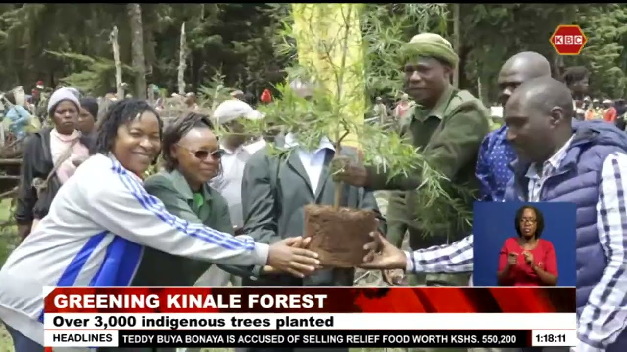 Over 3,000 indigenous trees planted in Kinale Forest