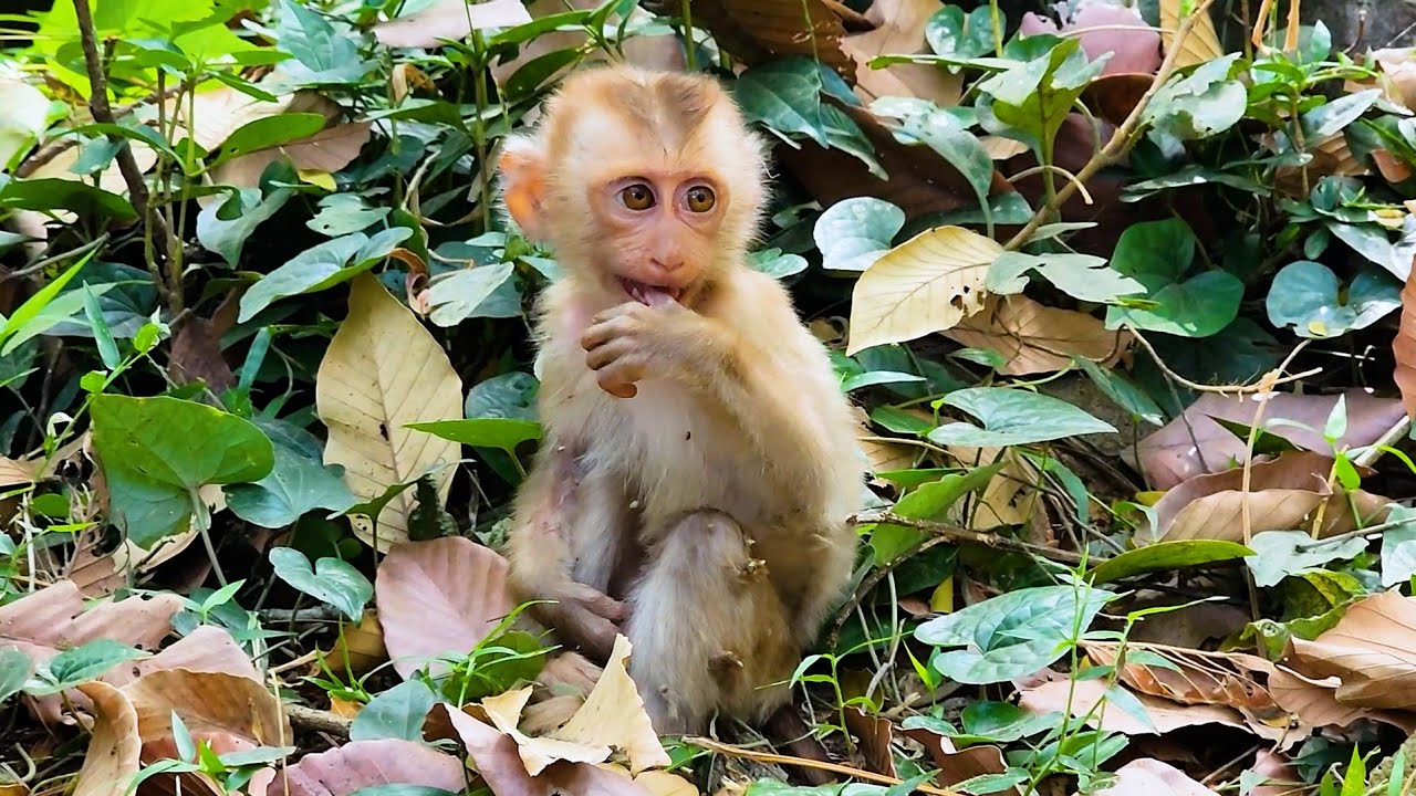 Pity orphan monkey cry for someone help