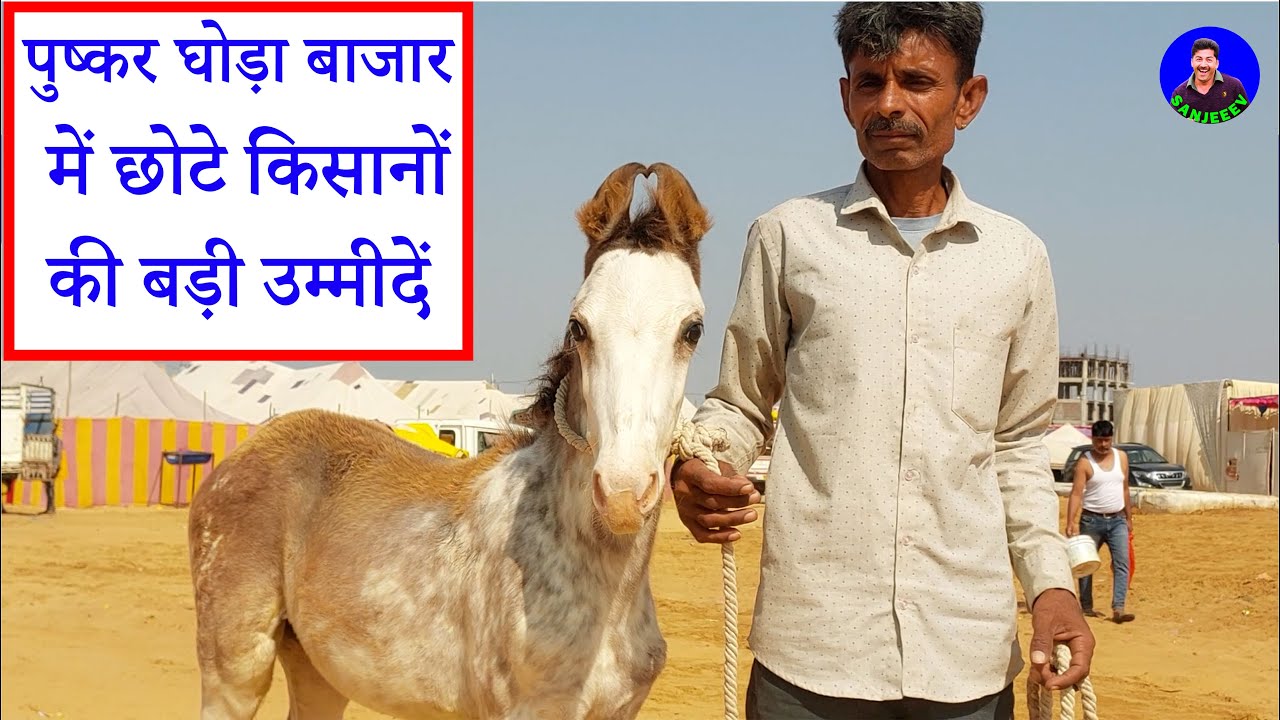 पुष्कर घोड़ा मेला 2024 छोटे किसानों की बड़ी कोशिश – पुष्कर घोड़ा बाजार का क्या है  माहौल? Horse Video