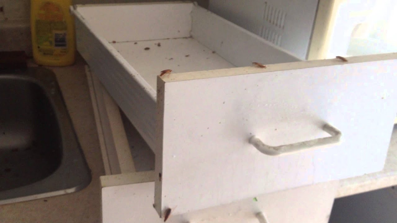 Paramount Pest Control