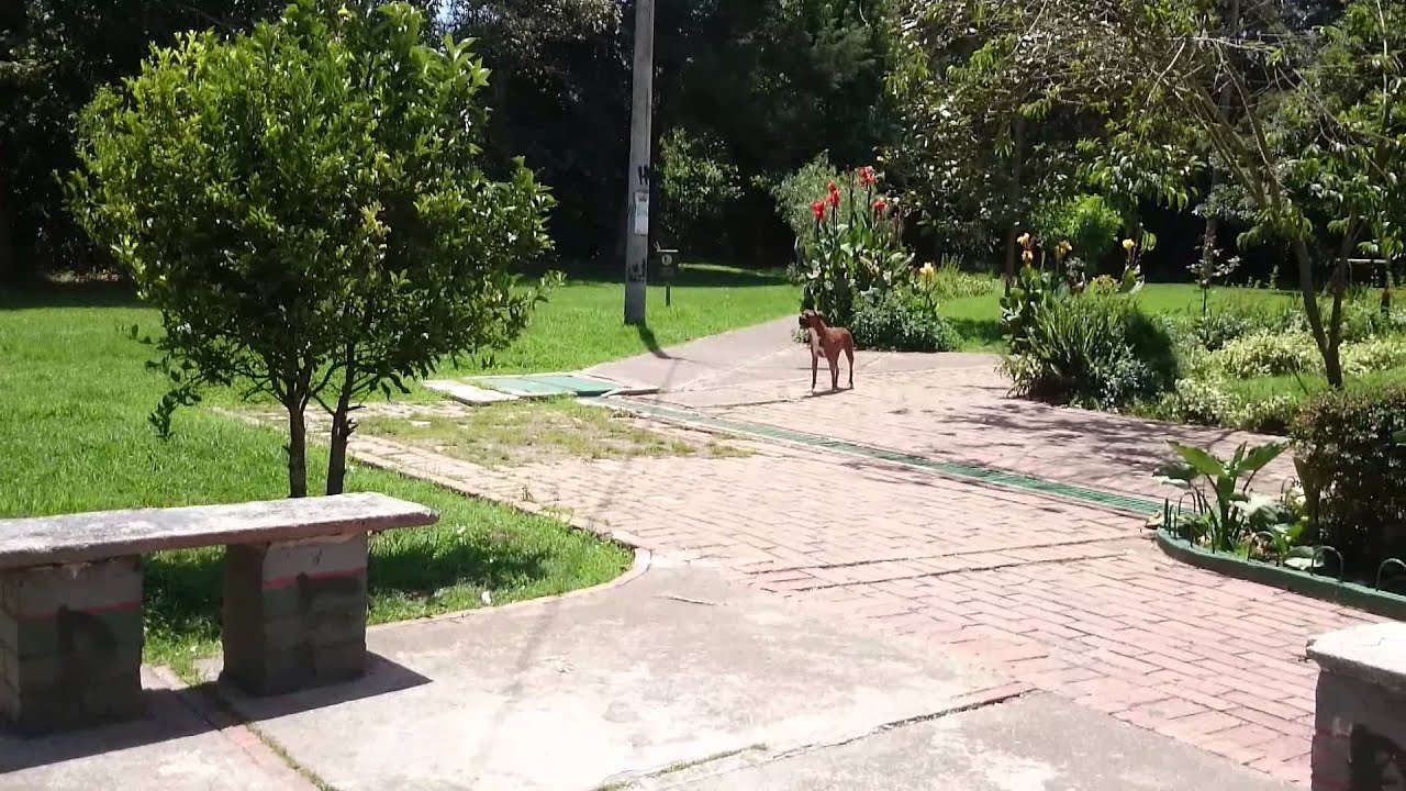 B&oacute;xer ladrando