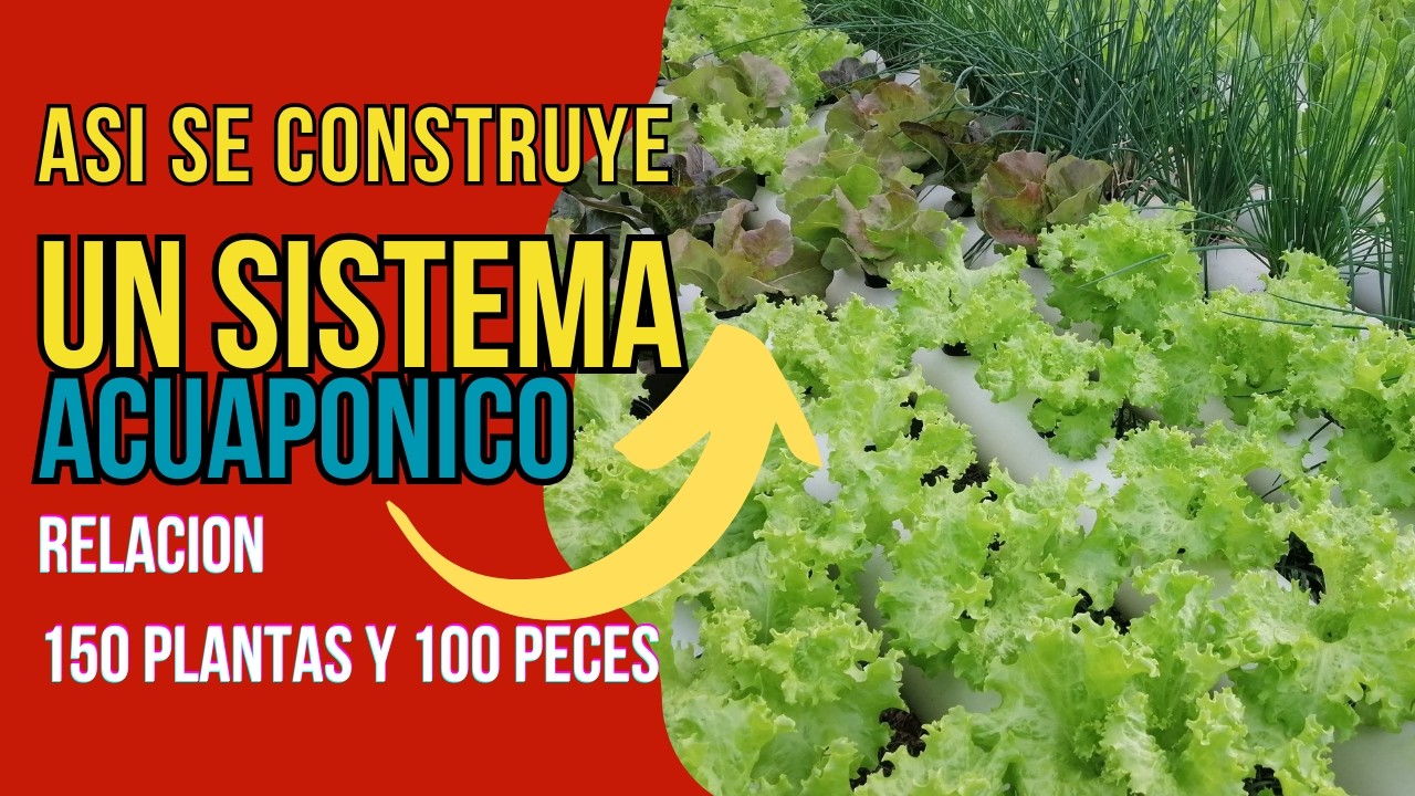 ✅🍅🥬Así se Construye un Sistema Acuapónico de 150 Plantas y 100 Peces 👏 