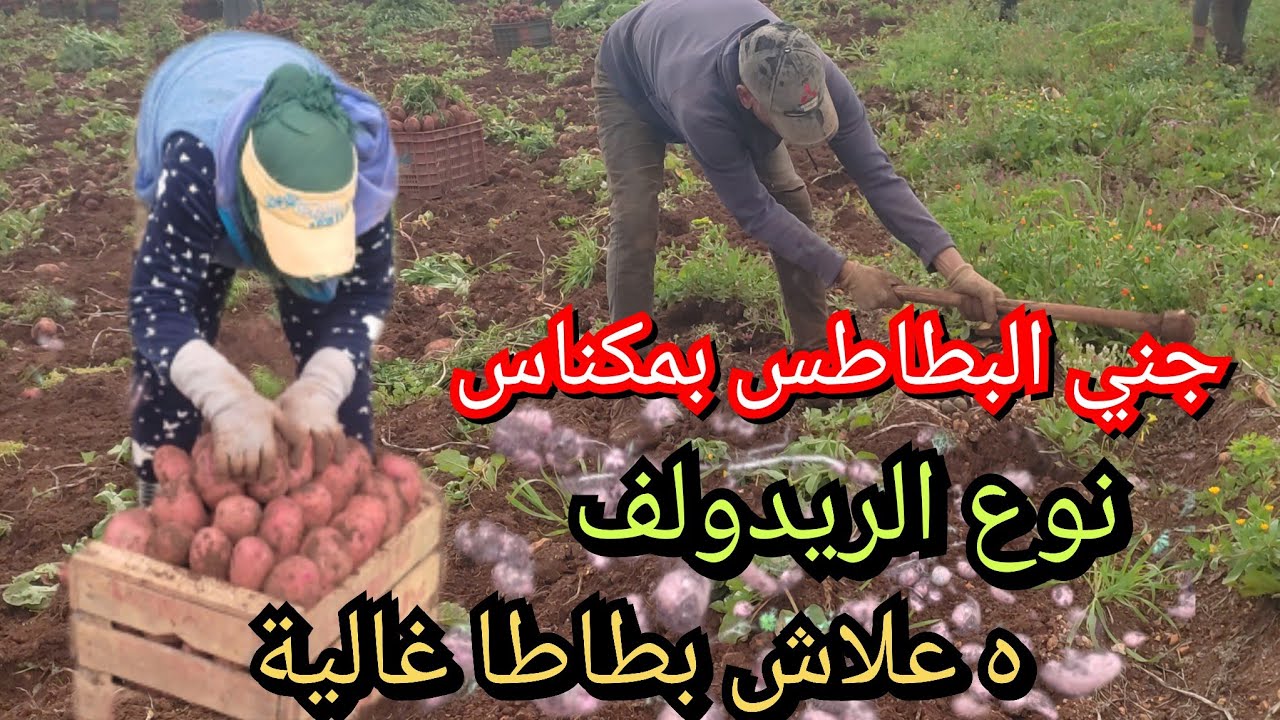 طريقة جني البطاطس نوع ridoulve أحسن انواع ديال بطاطا 