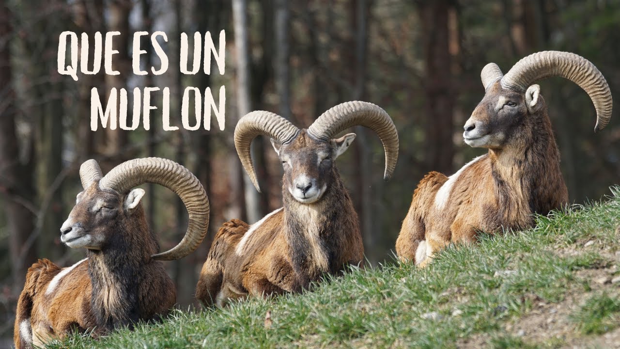 Que es un Muflon