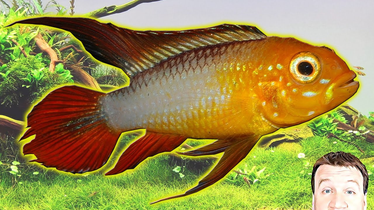Apistogramma Agassizi - New Tropical Fish in the Fish Room