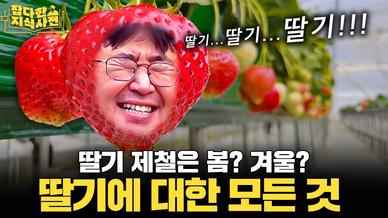 한국이 세계에서 손 꼽히는 딸기 강국인 이유🍓 논산 vs. 밀양, 원조 딸기 도시는 어디?