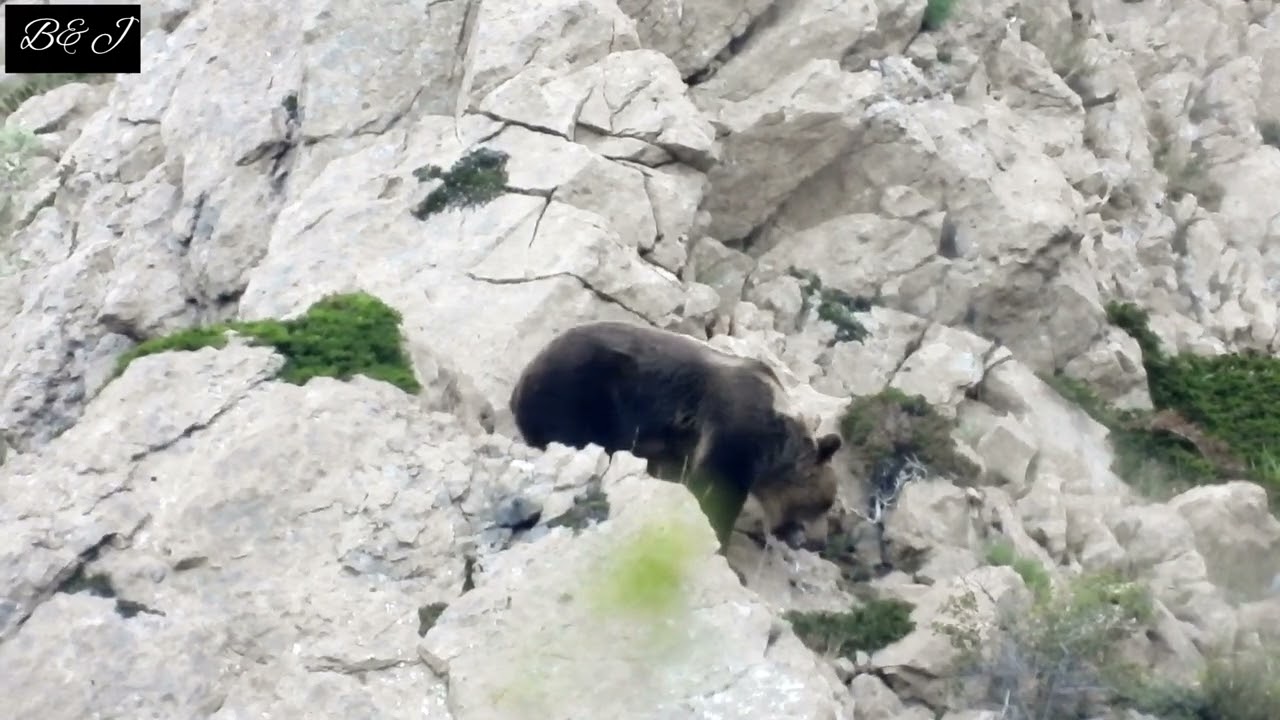 OSOS 2022: AMOR Y MUERTE EN MONTAÑA PALENTINA