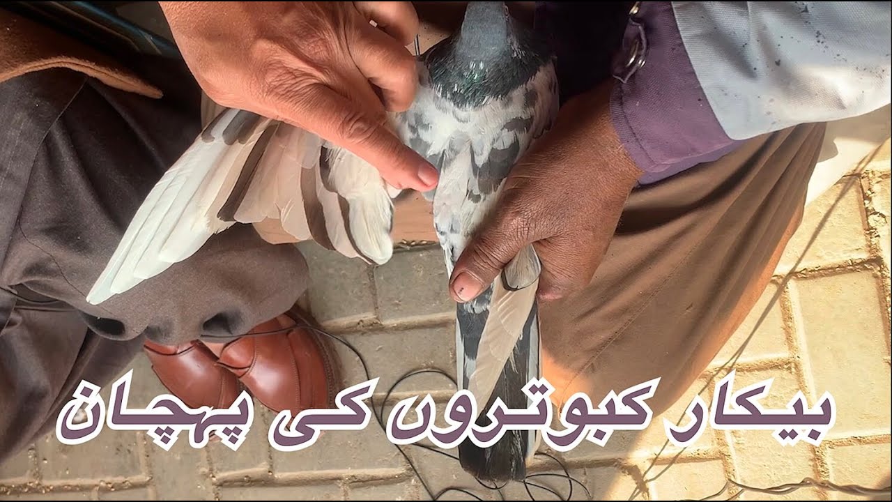 بیکار کبوتروں کی پہچان | Mohsin Naqvi : 🇵🇰+92 321 6126212🇵🇰