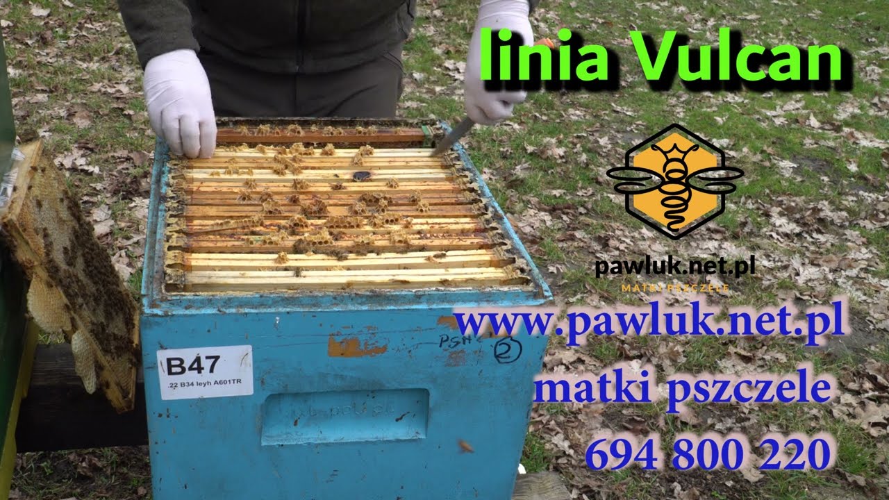 pszczoły, matki pszczele uniwersalne, bezobsługowe Buckfast Vulcan - pawluk.net.pl - luty w pasiece