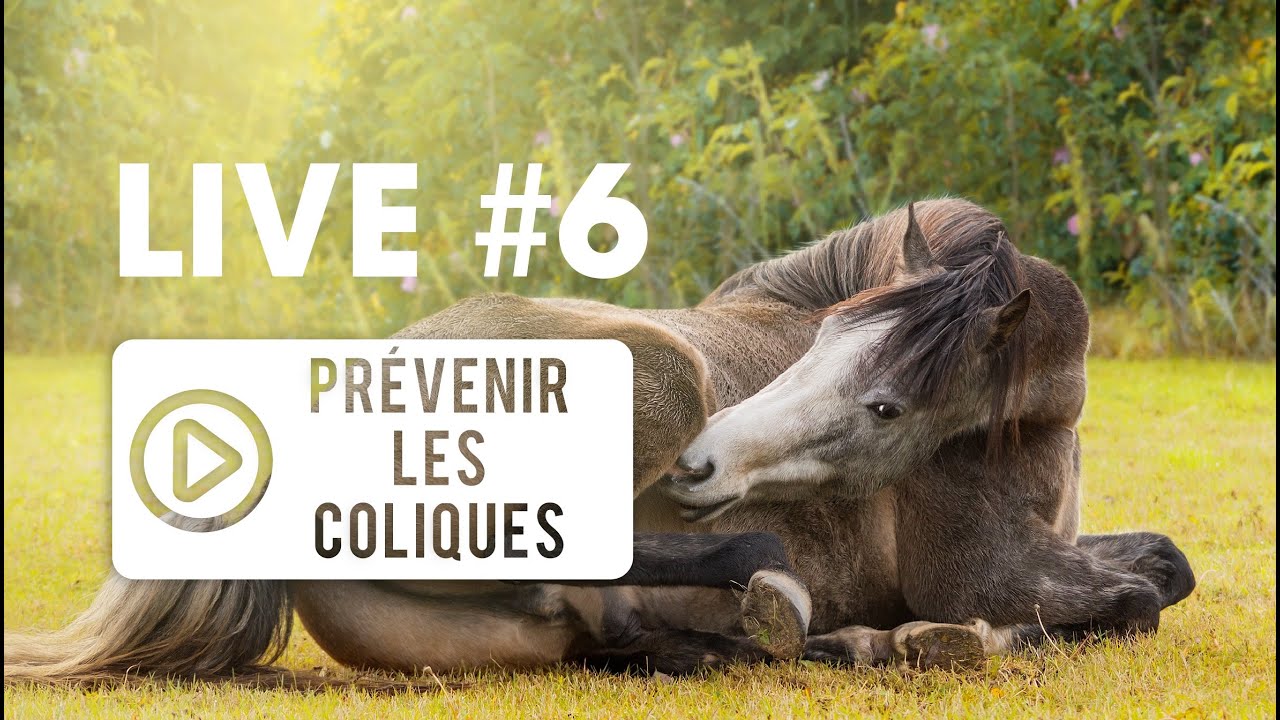 [ LIVE VÉTO 👨‍⚕️] #6 Coliques